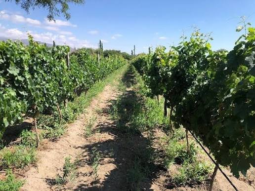 Bodega Altos del Yokavil