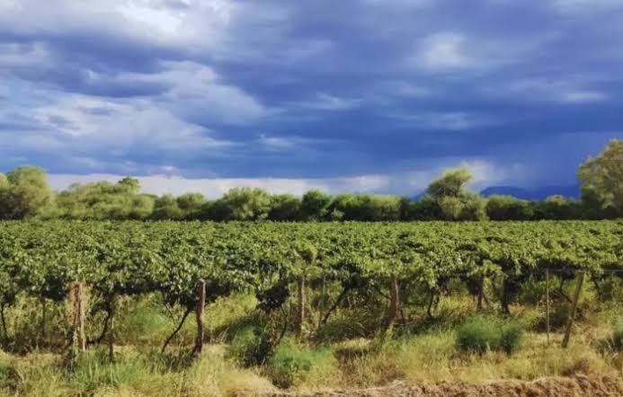 Finca y Bodega La Dionisia