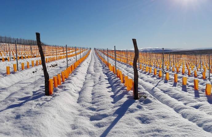 Viñedos de Otronia
