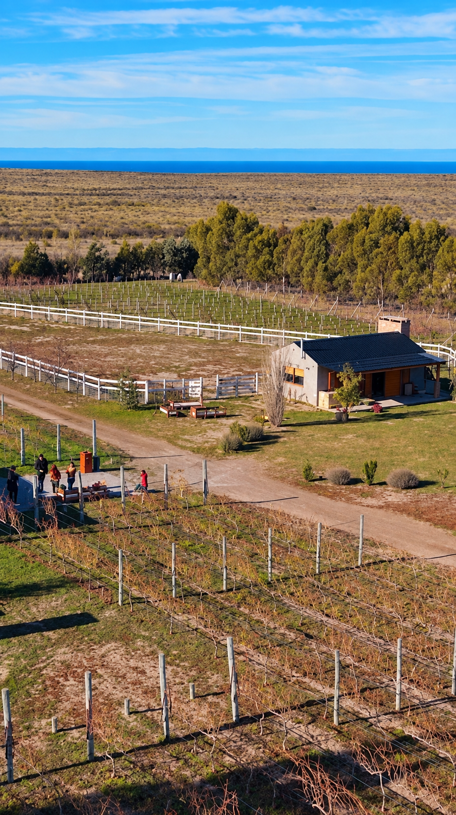 Viñedos de Finca Caballo Blanco