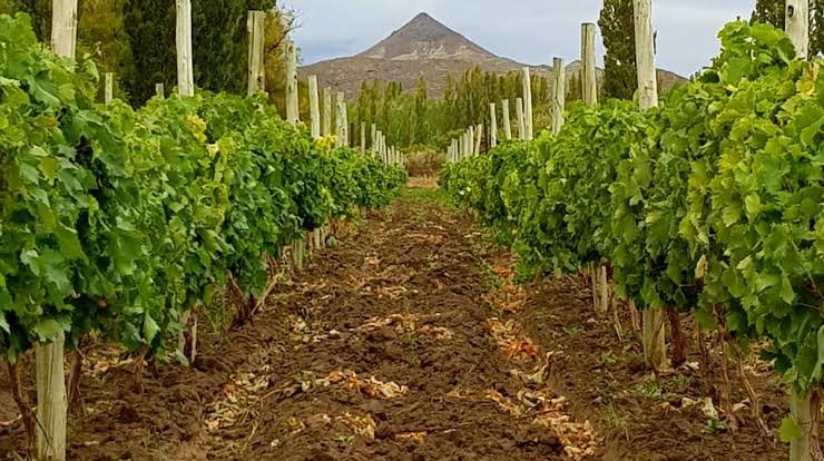 Bodega Los Altares