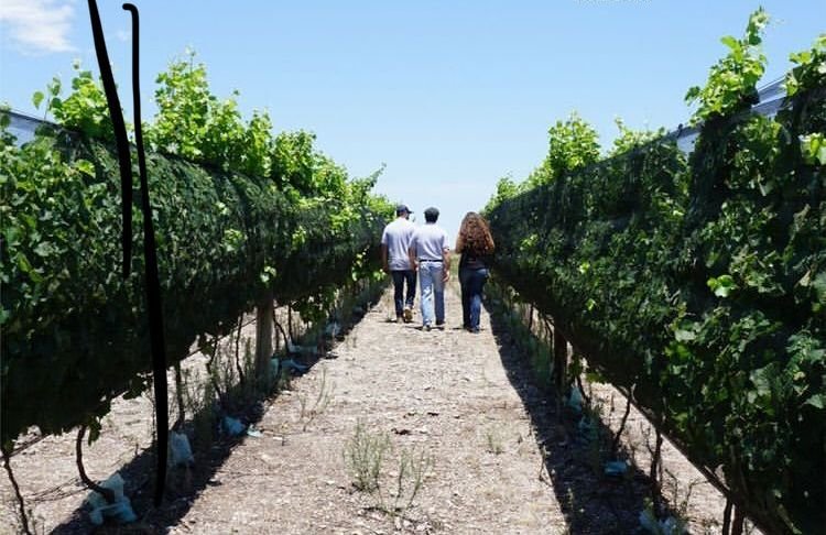 Visita guiada en Bodega Del Gredal