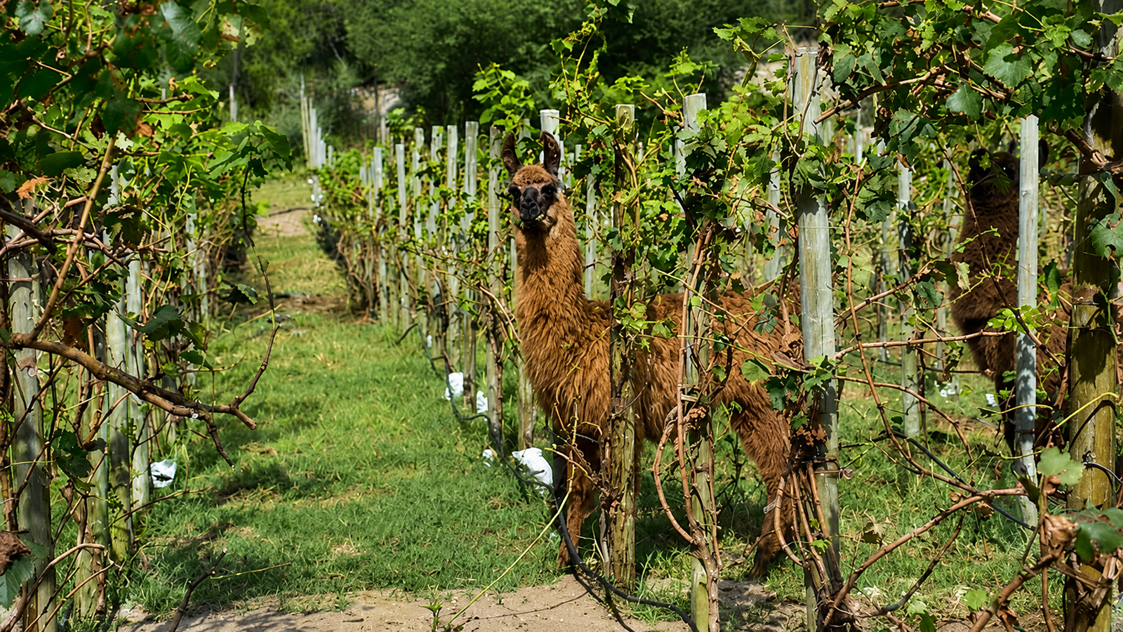 Viñedos de La Matilde