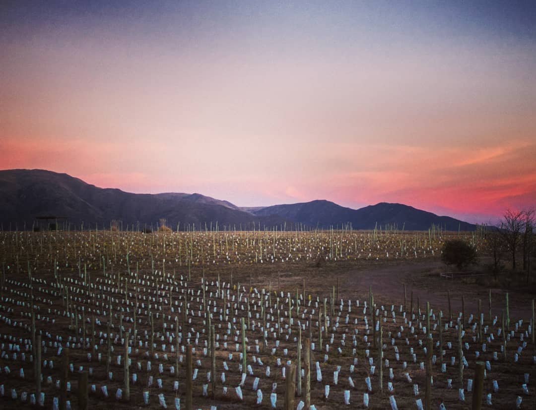 Viñedos de Nébula