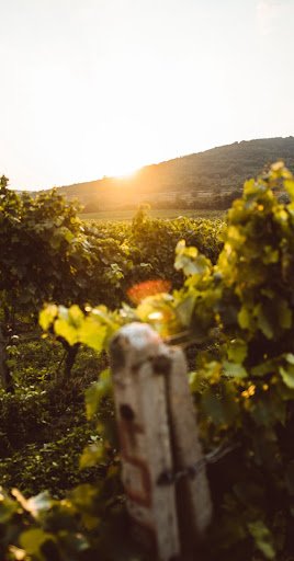 Bodega Tierra de Hermanos