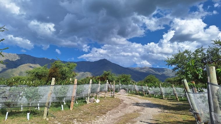 Bodega Piedra Mora