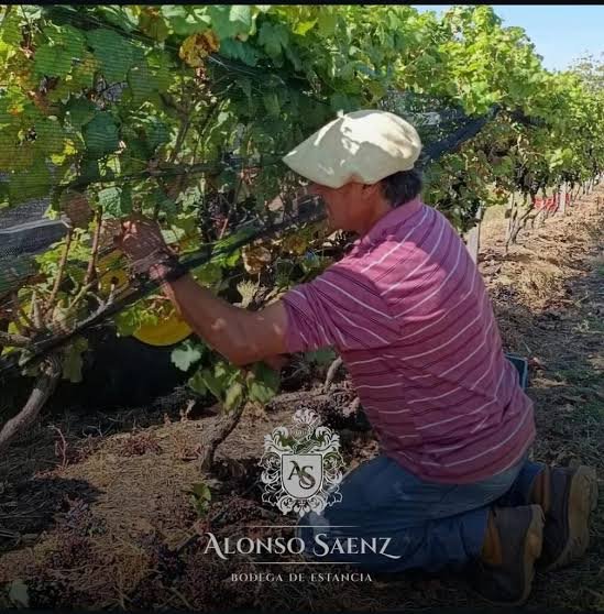 Cosecha manual en Bodega Alonso Sáenz