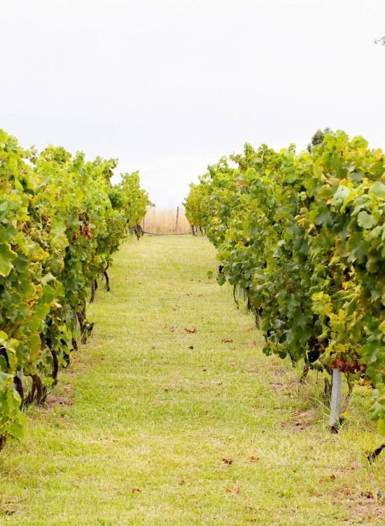 Viñedos y palmares de Bodega Altos del Palmar