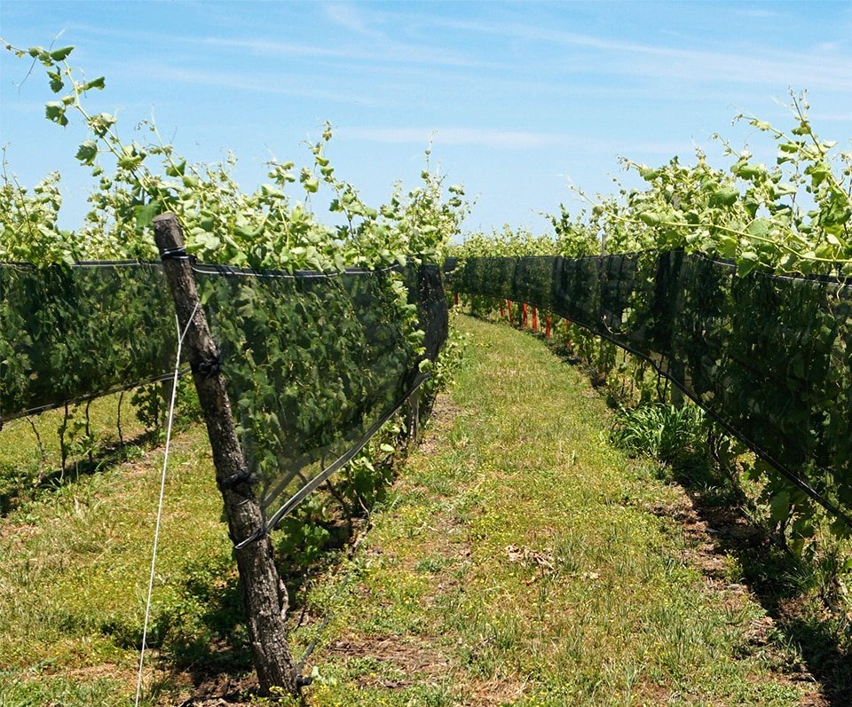 Viñedos de BordeRío en Victoria