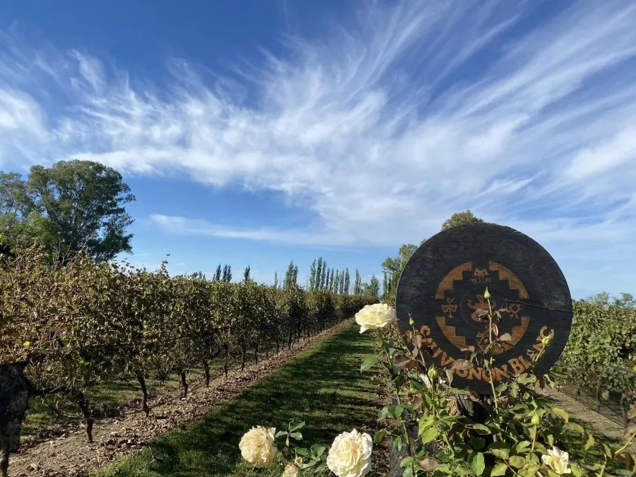 Viñedos de Bodega Ianni en Colonia El Potrero