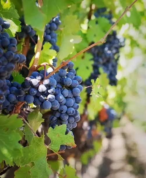 Elaboración de vinos y espumantes en Vulliez Sermet
