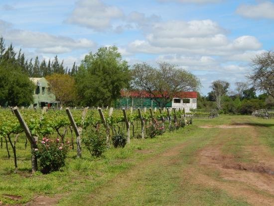 Viñedos de Bodega Vulliez Sermet en Colón