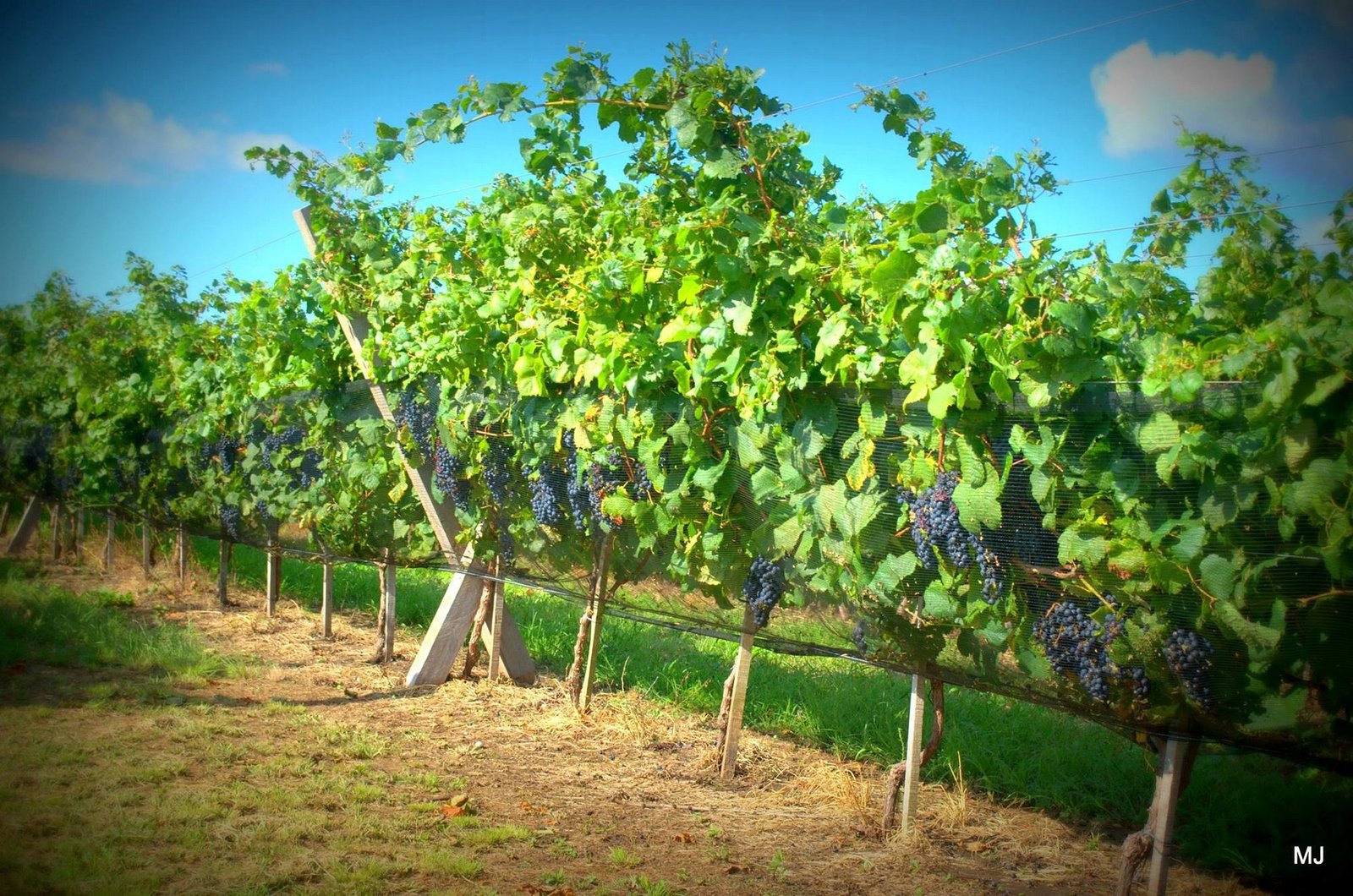 Viñedo Los Aromitos en Colonia Ensayo