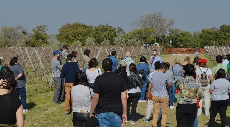 Visita guiada por Viñedo Los Aromitos