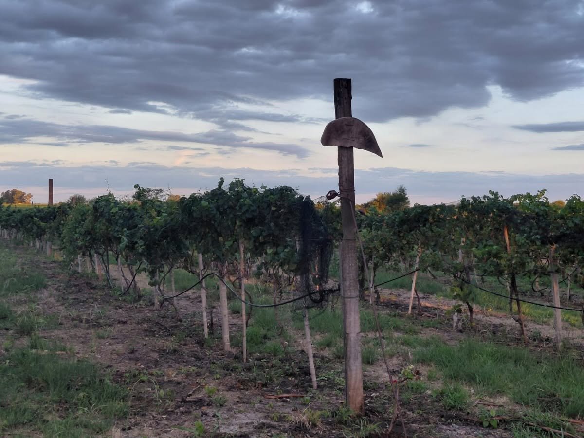 Bodega Artesanal Cinco Ceibos