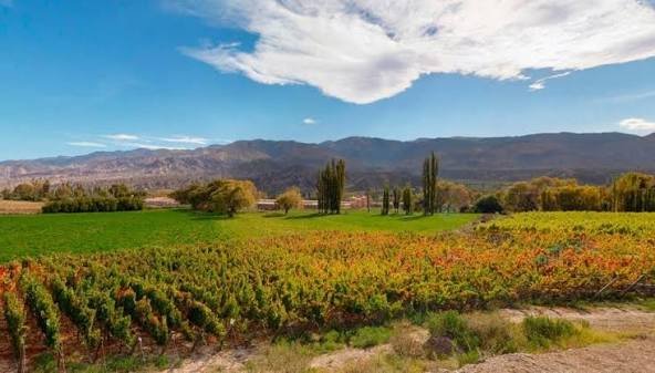 Viñedo Chacras de Lourdes