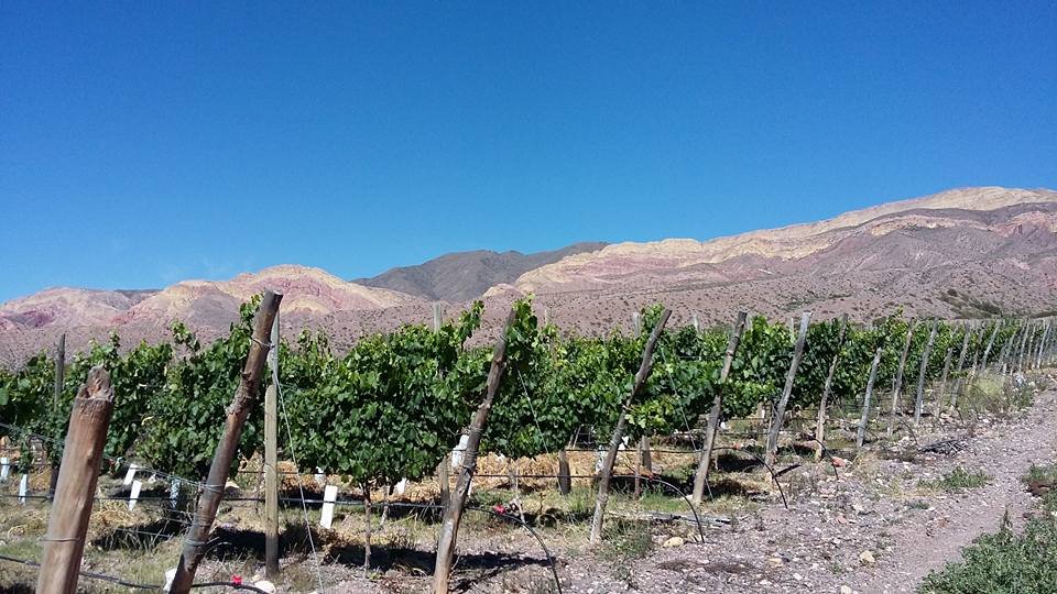 Viñas del Perchel