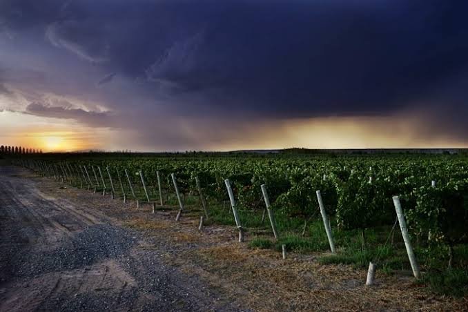 Terruño de Bodega del Desierto