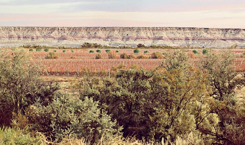 Viñedos de Bodega del Desierto
