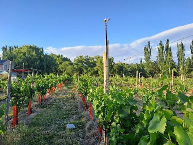 Viñas Constanza