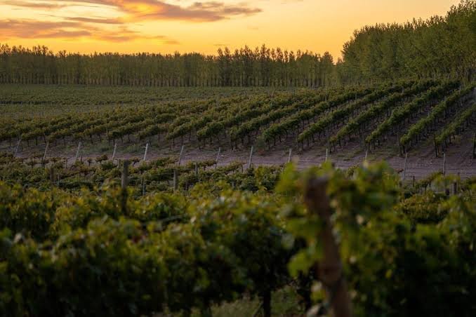 Recorrido por la bodega