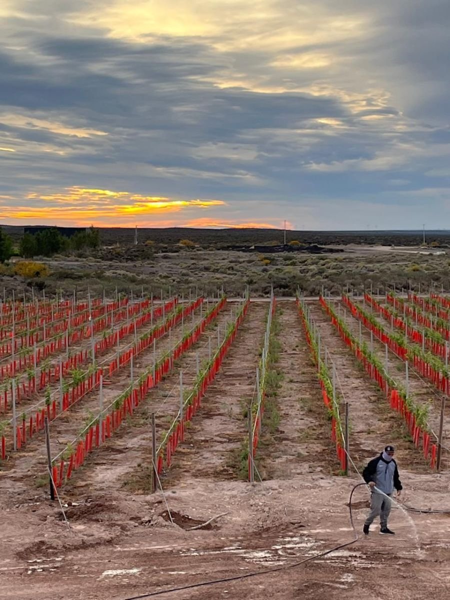 Recorrido por Bodega Patritti