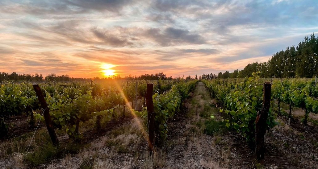 Viñedos de Bodega Patritti