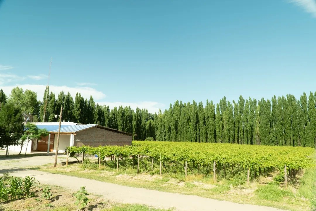 Bodega Moschini