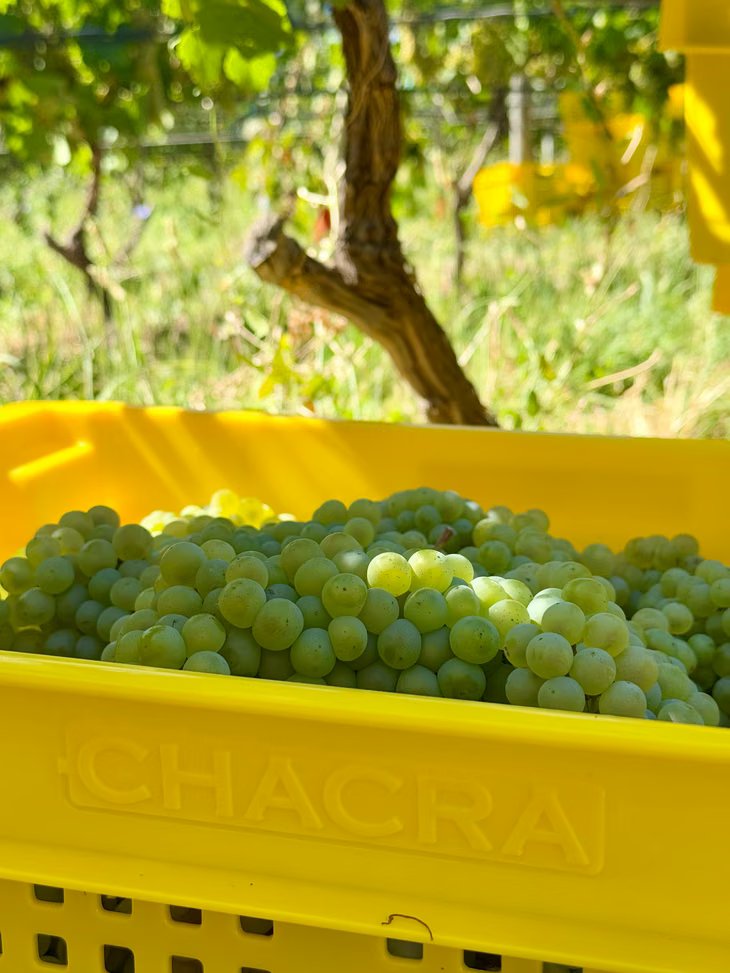 Viticultura biodinámica en Bodega Chacra