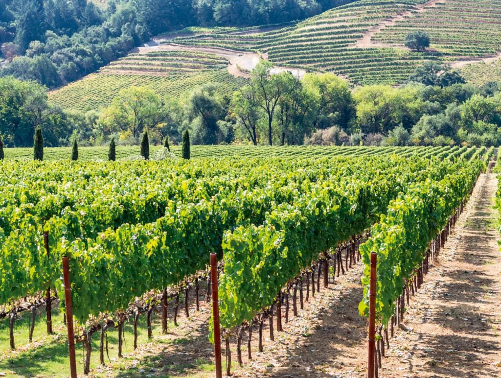 Viñedos históricos de Bodega Chacra