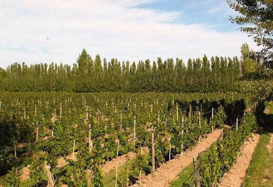 Viñedos de Pinot Noir de Bodega Chacra