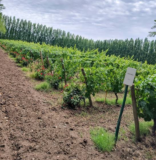 Viñas antiguas de Noemía