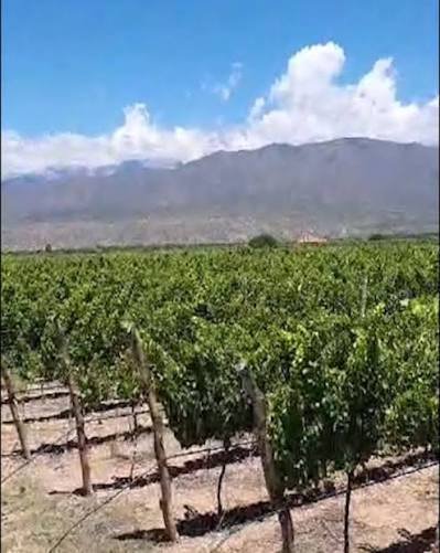 Bodega Familia Del Motte