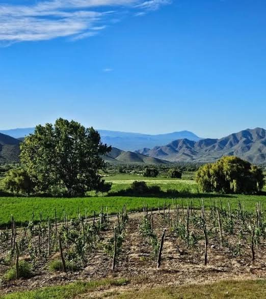 Bodega Valle Arriba