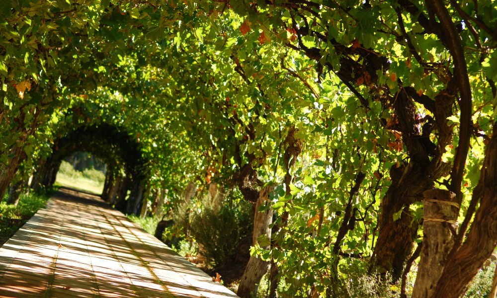 Viñas de Animaná