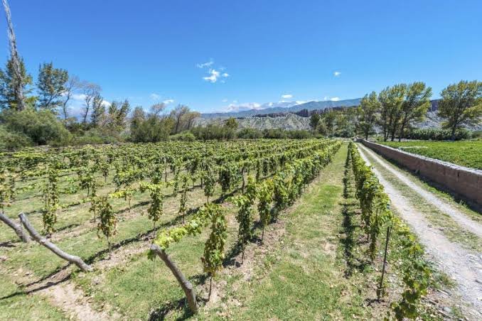 Sala de Payogasta / Viñas de Payogasta