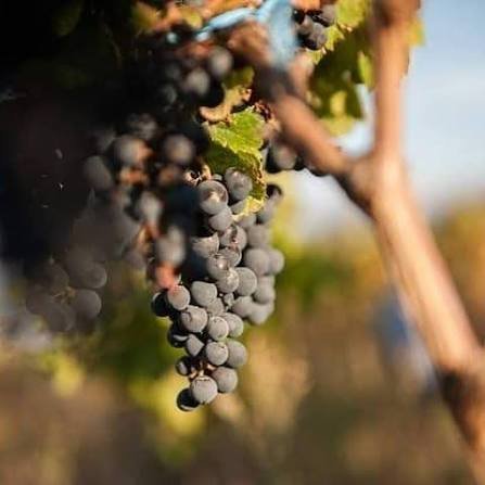 Bodega Los Zazos