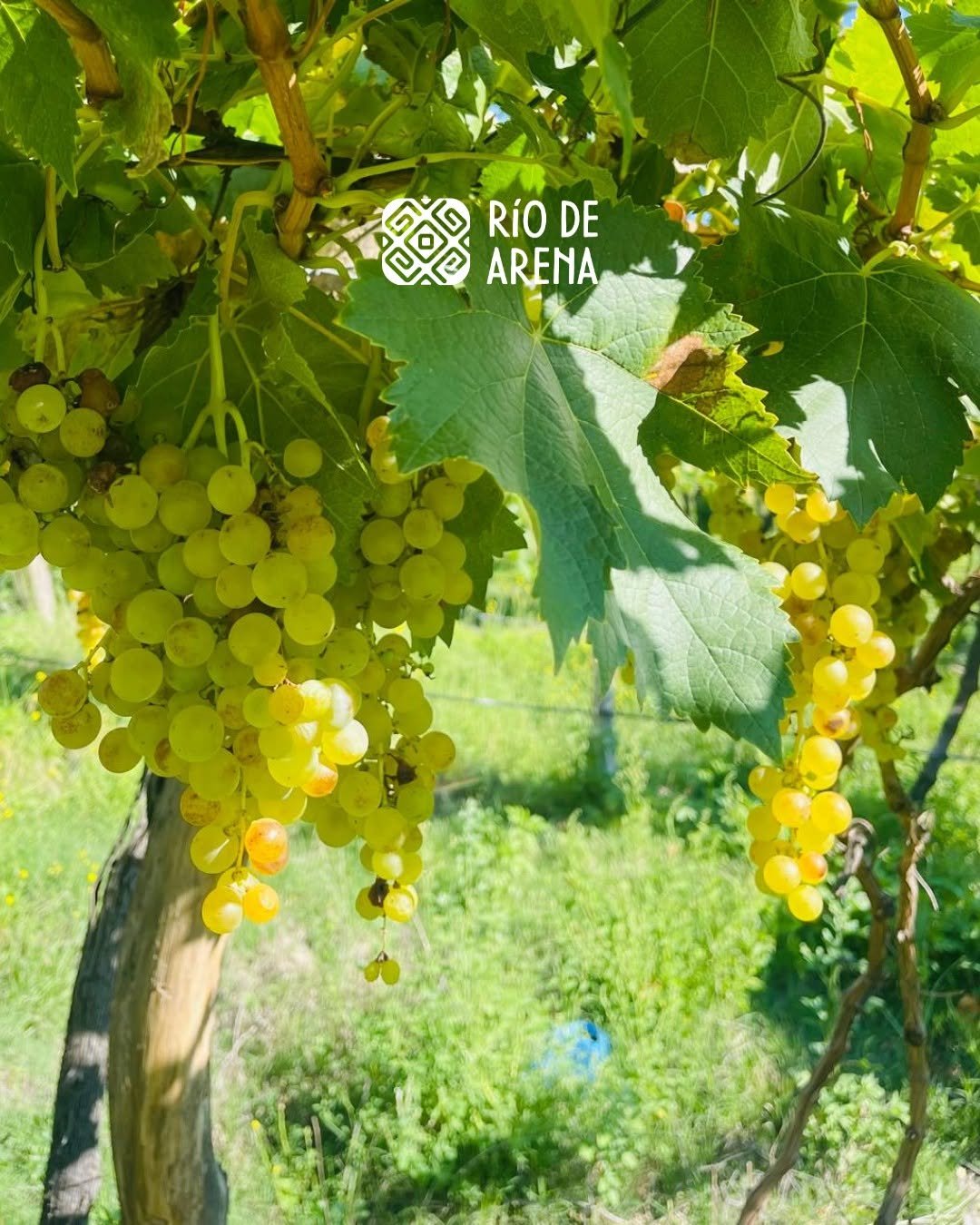 Viñedos de Bodega y Estancia Río de Arena