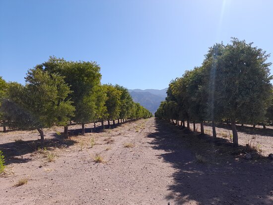 Viñedo La Agüadita Amay